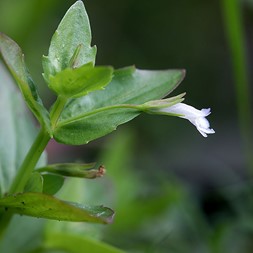 Lindernia dubia (yellowseed false pimpernel)